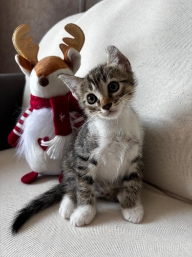 Minik Dumbo kalıcı yuvasını arıyor! 💙🐾 fotoğraf