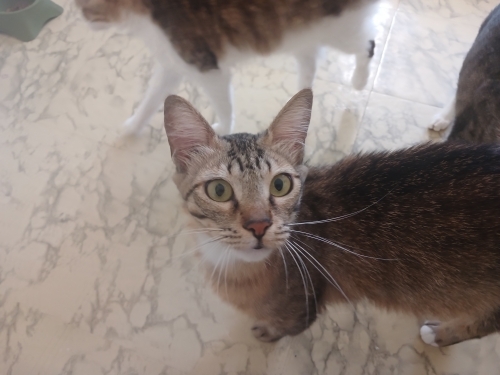 Kedimiz yosuna yuva arıyoruz fotoğraf
