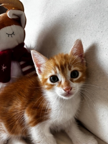 Bu Nemo Kayıp Değil, Yuva Arıyor! 🧡🐾 fotoğraf