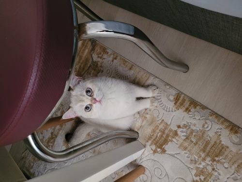British Shorthair 1.5 yaşında kısır dişi fotoğraf