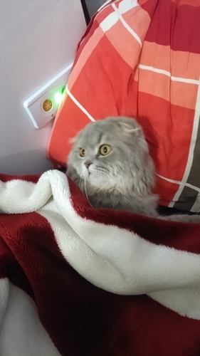 Güzel yavruma yuva arıyorum fotoğraf