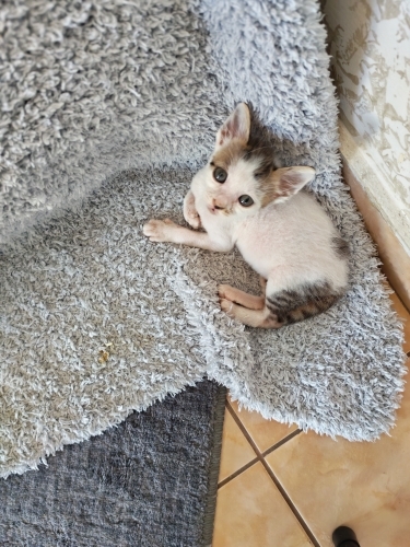 Annesiz şilaya yuva olurmusunuz🐱 fotoğraf