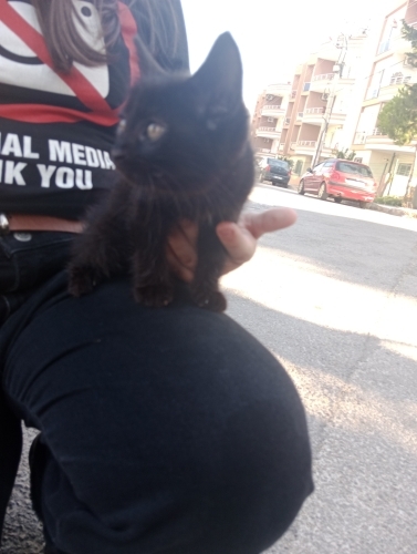 Sahipsiz sakin uysal kız kedimiz fotoğraf