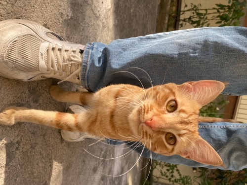 SOKAĞA ATILMIŞ KEDİYİ SAHİPLENDİRMEK İSTİYORUZ fotoğraf