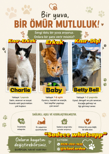 Ücretsiz Sahiplendirme fotoğraf