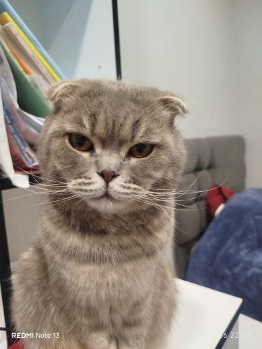 Antalya Manavgat’ta Safkan British Shorthair Erkek Kedi Pars’a Yuva Aranıyor fotoğraf