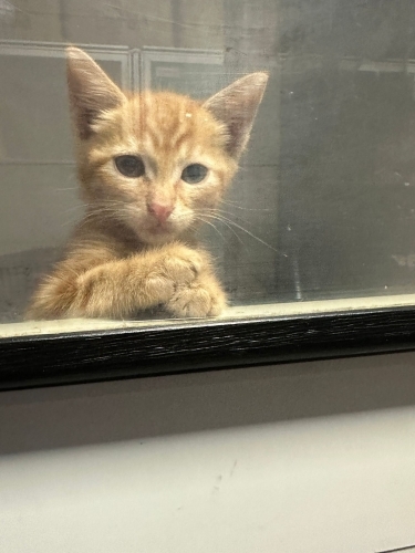 Teo iç dış parazitleri yapıldı karma aşısı yapıldı fotoğraf