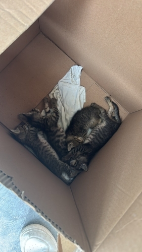 4 tane kücük tekir 2 haftalık fotoğraf