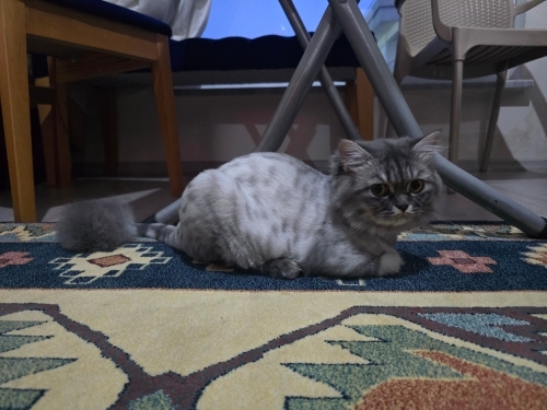Sevimli, uysal British Longhair. fotoğraf
