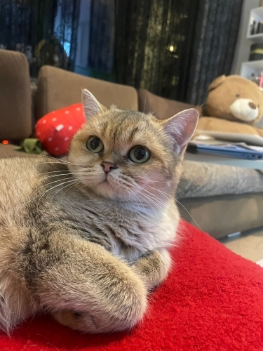 🐾 Eylül'e Ömürlük Yuva Arıyoruz 💗 fotoğraf