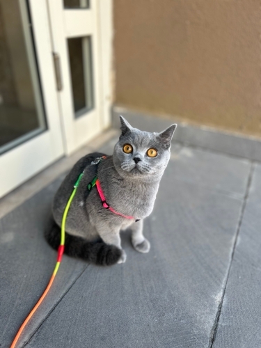 British shorthair sahiplendiriyorum fotoğraf