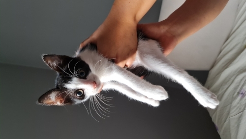 Şirin oyuncu minnoş bir kız fotoğraf