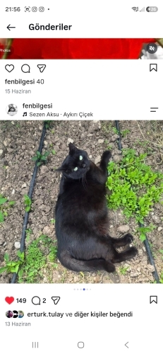 karadutum çatalkaram çingenem fotoğraf