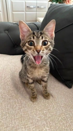 Oyuncu, sevgi bağımlısı bir bebek🐾 fotoğraf