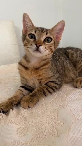 Oyuncu, haylaz bir bebeğe yuva olmak ister misiniz🐾 fotoğraf