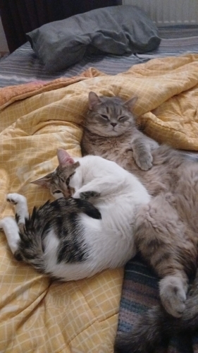 2 kediyi beraber almak isteyenler ulaşsın(kardeş gibiler) fotoğraf