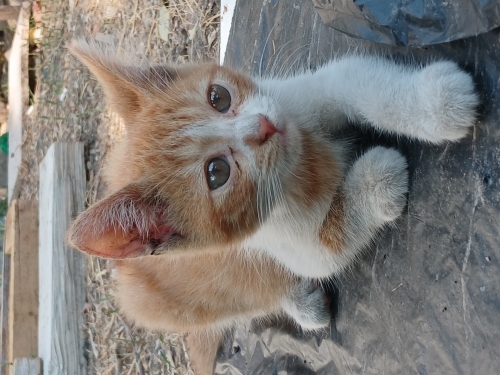 Misket sokakta kalmasın yuvası olmak ister misiniz🐾 fotoğraf