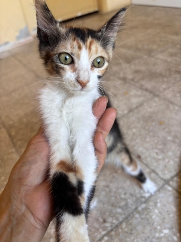 Minik Calico Prensese Yuva arıyorum fotoğraf