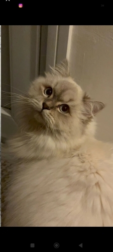 11 aylık ragdoll kedi çok tatlı fotoğraf