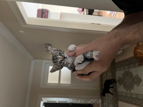 AVUÇ İÇİ KADAR BEBİŞE ÇOK ACİL YUVA fotoğraf