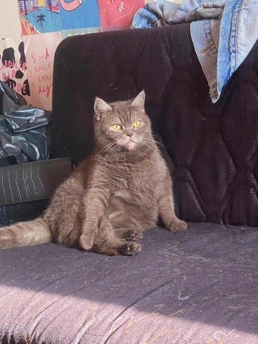 Sakin çipli ve kısır fotoğraf
