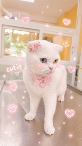 Ücretsiz sahiplenme British kedi fotoğraf