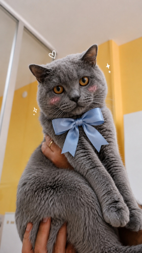 Ücretsiz sahiplenme British kedi fotoğraf