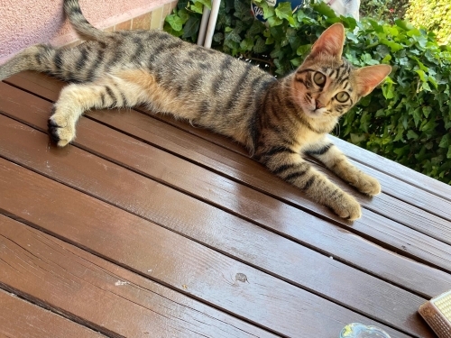 Oyuncu,Tuvalet Eğitimli Yavruya Ömürlük Yuva (erkek) fotoğraf