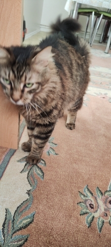1 hafta önce bulundu çok uysal fotoğraf