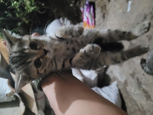 Bakıma muhtaç ve sokağa alışık değiller fotoğraf