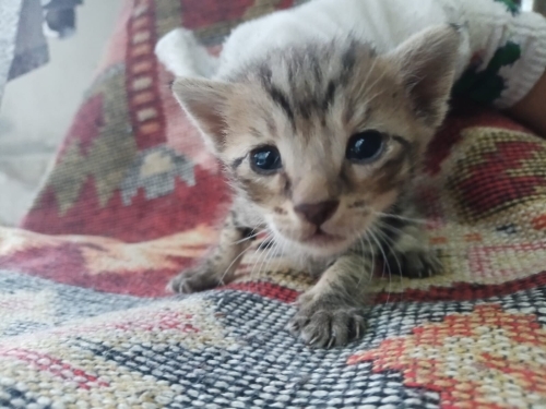 Denizli'de yavru kedi ilanı fotoğraf