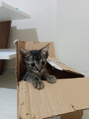 2 Aylık Tatlı Kedi yavrumuza mutlu yuvasını arıyoruz fotoğraf