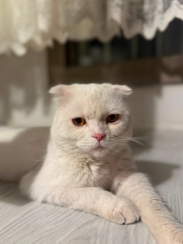 Bir Terk Ediliş, Bir Umut… Yuva Arıyor fotoğraf