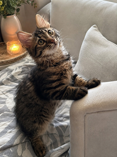 2 aylık erkek kedi yavrusu yuva arıyor fotoğraf