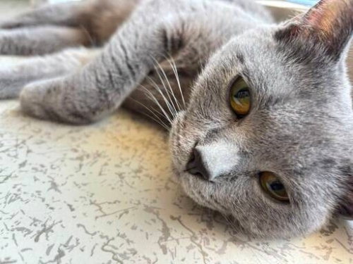 Bu güzellik sokakta yaşamasın,yuva olalım. fotoğraf