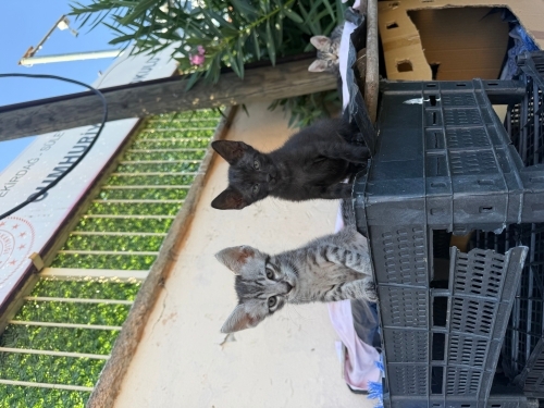 Oyuncu ve akıllı kediler fotoğraf