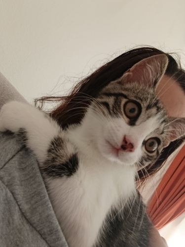 Pembe patili minik haylaz fotoğraf