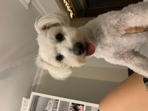 SEVİMLİ MALTESE KÖPEK fotoğraf