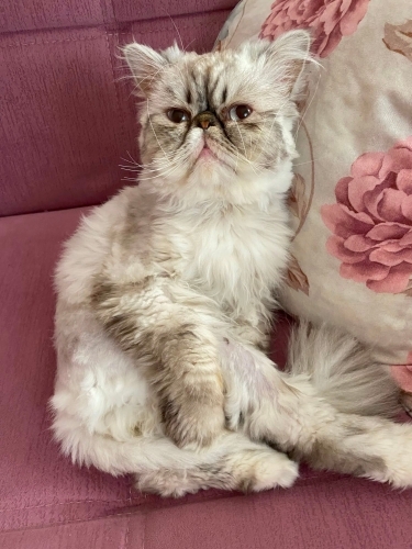 İran mavi göz ırkı çok akıllı bir kedi fotoğraf