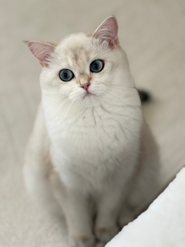 Sevecen ilgili sakin uysal temiz dost canlısı fotoğraf