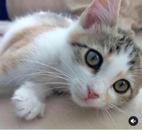 Fıstıklara yuva aranıyor fotoğraf