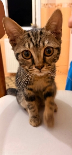 Cins kedi melezi yavru kedi fotoğraf