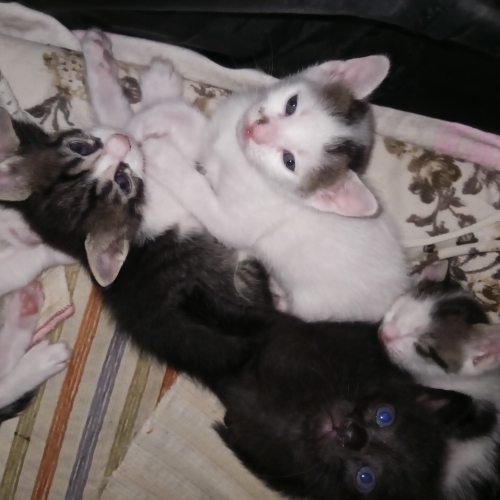 ANNE KEDİ DOĞURDU KAPIMA fotoğraf
