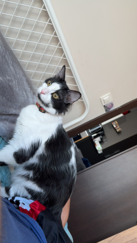 Oyuncu ve sevgi dolu Pixie fotoğraf