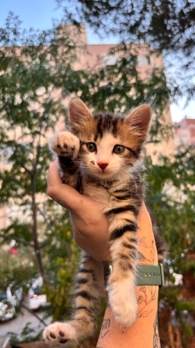 Acill 1,5/2 aylık uzun tüylü dişi yavru fotoğraf