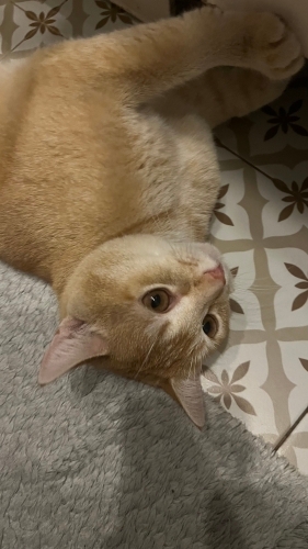 Uyumlu oyuncu bir can fotoğraf