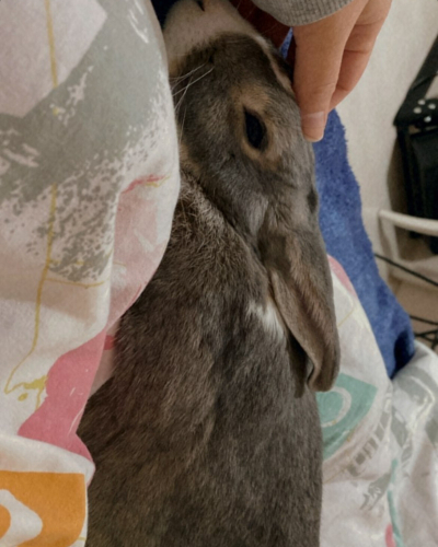 Uysal yetişkin erkek tavşan fotoğraf