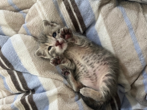 Sevgi Yumağı Bebiş fotoğraf
