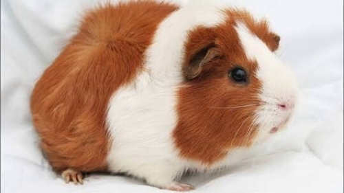 1 adet ginepig sahiplendirme fotoğraf