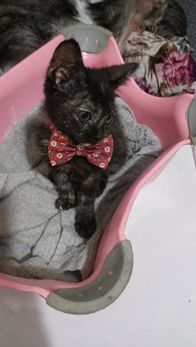 2 aylık erkek tortoiseshell cinsi bir güzellik fotoğraf